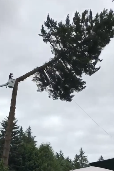 Tree Removal Services