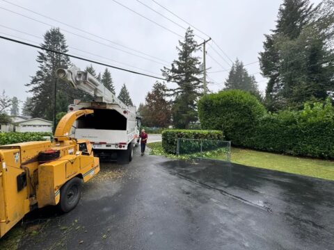 Lanki tree services photo 8